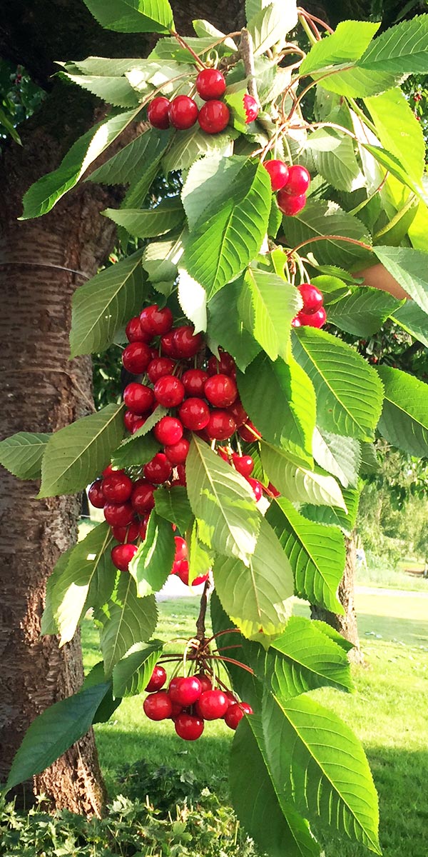 cerezas